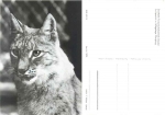 Lynx wildlife enclosure Moritzburg *1980 Hanich2370