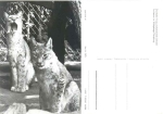 Pair of lynx Moritzburg game reserve *1983 Hanich2371
