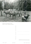 Red deer herd in the game reserve Moritzburg *1977