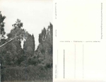 17248 Müritz juniper landscape in the nature reserve * 1962 Hanich0517