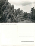 17248 Mueritz Juniper landscape in the nature reserve * 1960 Hanich0515