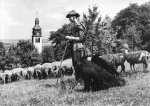 06577 Oldisleben (Unstrut): Shepherd with flock of sheep, c. 1973