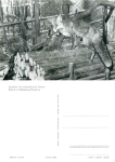 Red fox in the Moritzburg game reserve *1978 Hanich2352