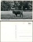Springe Deister Wisent * 1940
