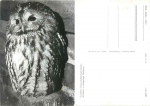 Tawny owl  wildlife enclosure Moritzburg *1983 Hanich2369
