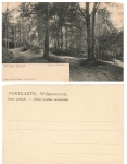 Weisser Hirsch Dresden Waldpark * um 1900
