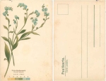 Meadow forget-me-not artist card * ca. 1900