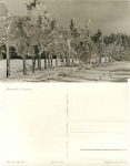 Winter forest in the Ore Mountains *1956 Hanich1037