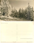 Winter forest in the Ore Mountains *1956 Hanich1038
