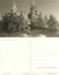 Winter forest in the Ore Mountains *1956 Hanich1041