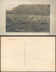 Hirsch röhrend mit seinem Harem in Moritzburg, * ca. 1920