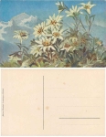 white flowers artist card Müller *ca. 1920